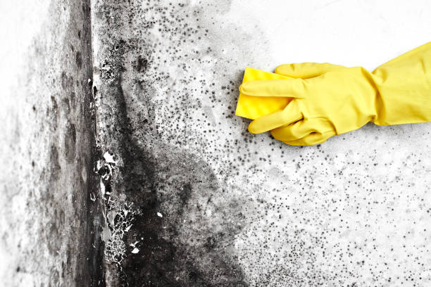 Mold Remediation for Rental Properties in Epworth, IA