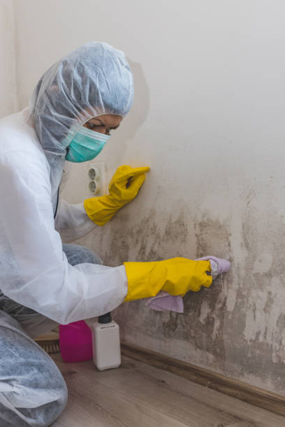 Best Dehumidification Services  in Epworth, IA